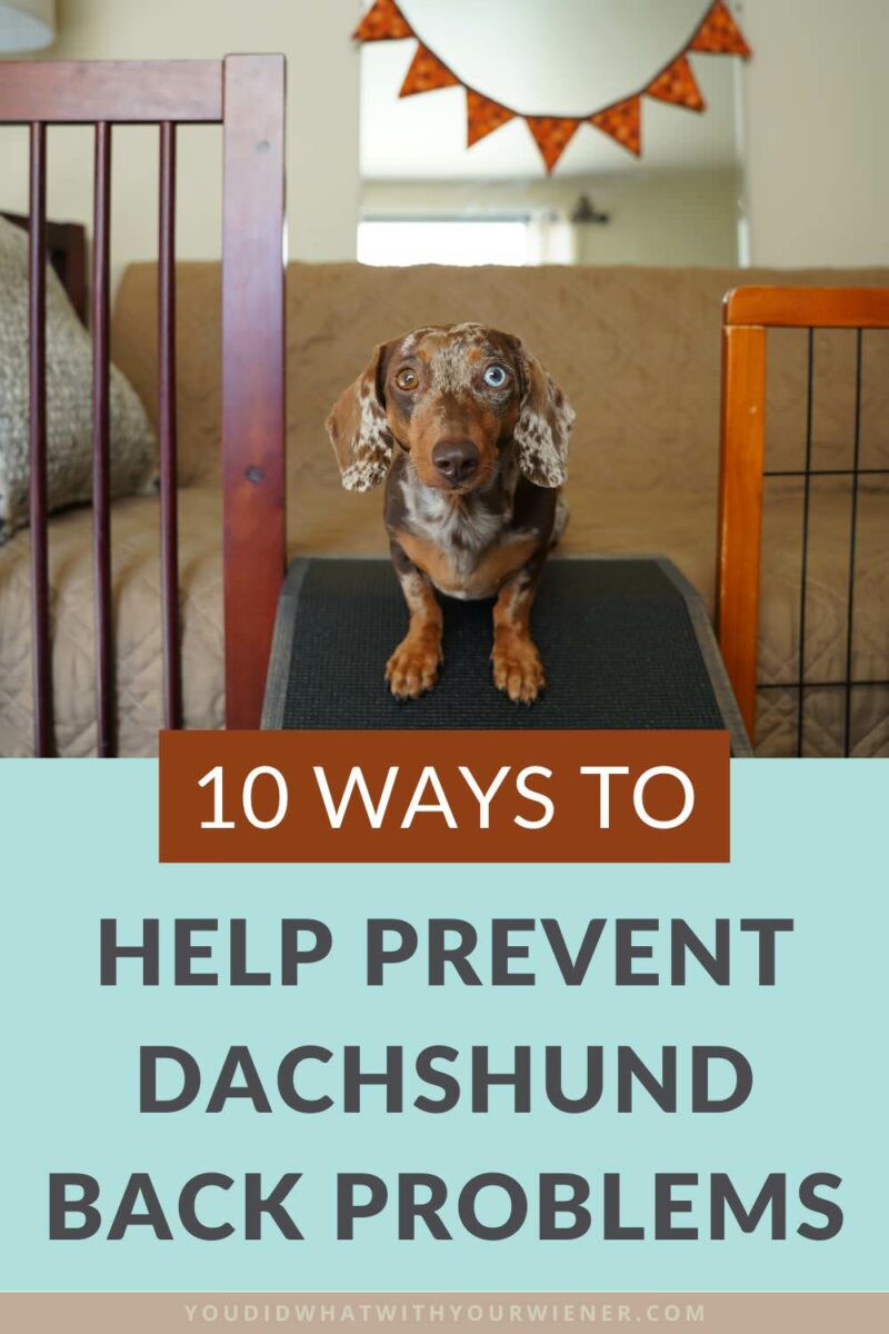 A Dachshund owner's worst fear is a back injury. While they can't be prevented completely, doing these things will help.