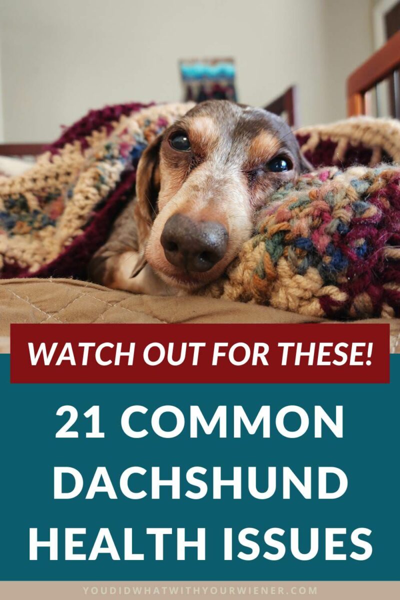 Every dog breed has a set of medical conditions they’re prone to and Dachshund breed is not exempt.

Here are 21 common Dachshund health issues that every owner should watch out for so they can spot associated signs and symptoms early.