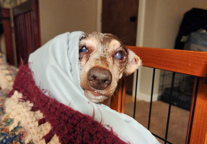 Cushing’s Disease in Dachshunds: Symptoms, Diagnosis, and Treatment