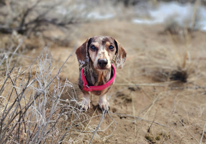Can a Dachshund Off Leash? Maybe, If You Follow These Tips
