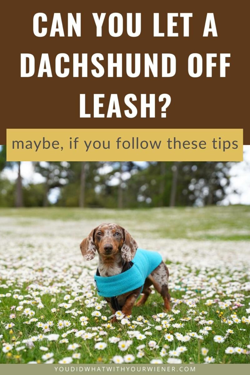 You may be wondering if you can let your Dachshund off the lead when you walk or hike. You have visions of walking unencumbered by a leash while your Dachshund goes on a sniffari and takes in all the scents to their little heart's content. The truth is though, because Dachshunds were bred for hunting, they are one of the worst breeds for being off leash. That doesn’t mean it will never be possible to walk or hike with your Dachshund off lead though. Check out this article for guidance and tips.