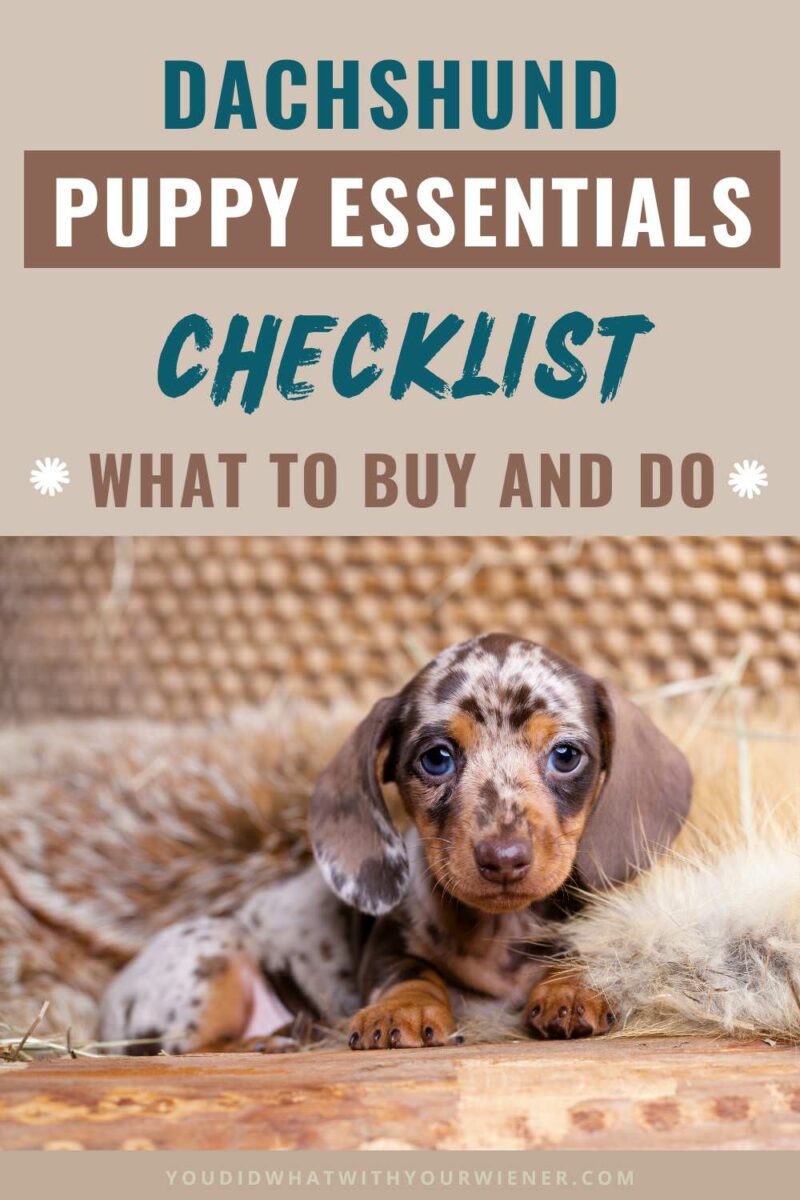 Bringing home a new Dachshund puppy is an exciting time but, it's also a busy one as you prepare for the arrival of your newest family member.  

There is a lot to consider when making sure that you are ready, including purchasing the must-have supplies, puppy-proofing your home, finding a local veterinarian, and researching puppy training classes.

Since it's easy to get overwhelmed and forget something, I put together this checklist of Dachshund puppy essentials.