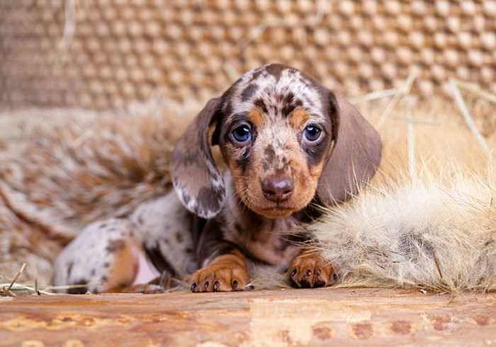 How To Care For A New Dachshund Puppy  