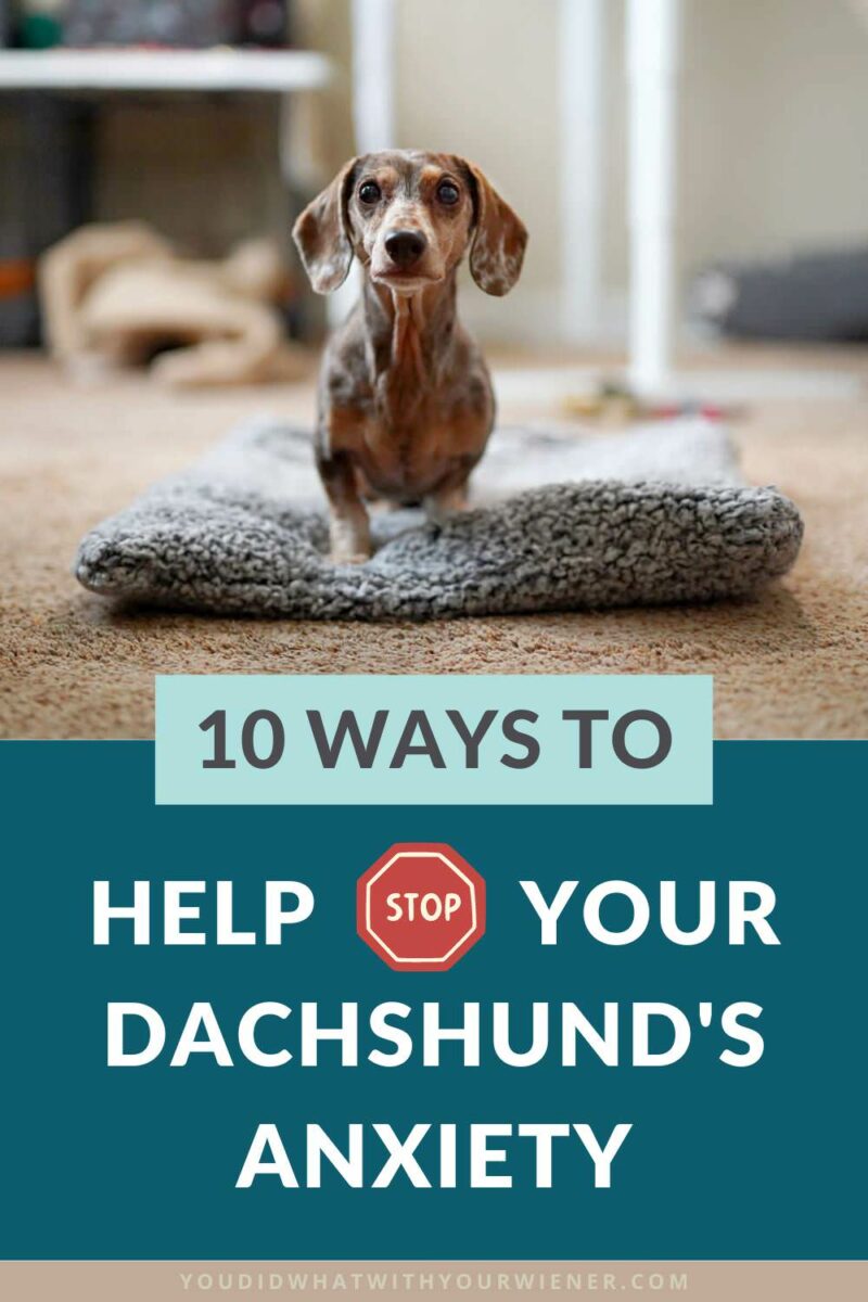 Dachshund anxiety is a common issue, but it can be managed with the right techniques. In this article, I explain what causes anxiety in dogs, how to know if your Dachshund's behavior means that they are anxious, and outline ways you can stop Dachshund Anxiety.