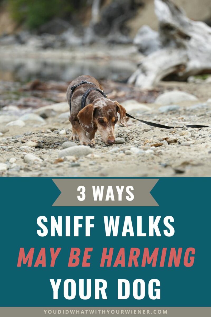Sniff walks are walks where you let your dog stop and sniff everything and dictate where and how far you go. There are many befits to letting your dog use their excellent sense of smell. But if going on sniff walks is your primary focus, you may be harming your dog.