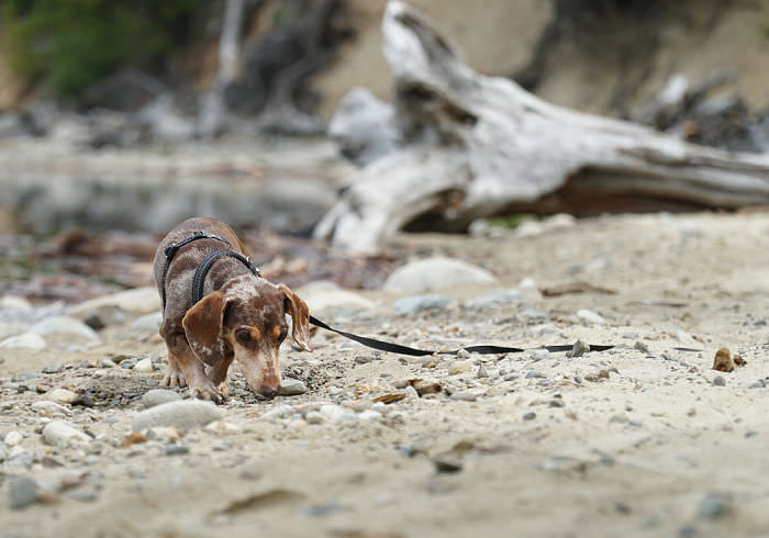 3 Ways Sniff Walks May Be Harming Your Dog