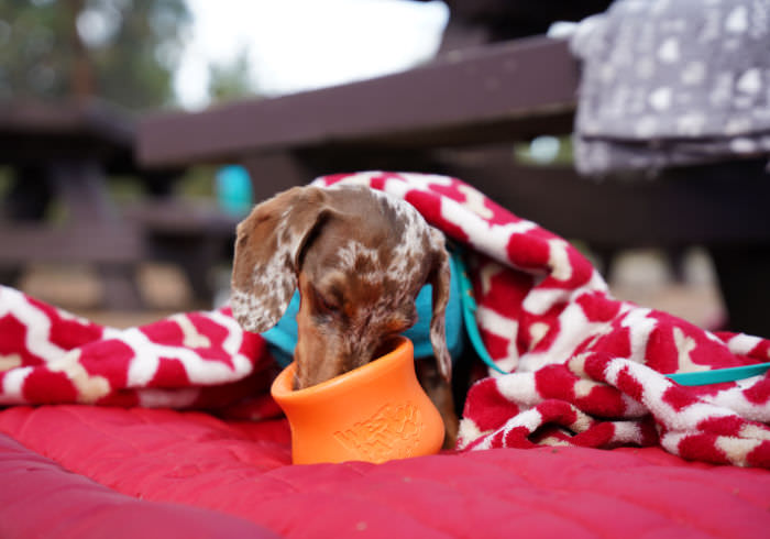 7 Ways to Keep Your Dog Busy at Camp