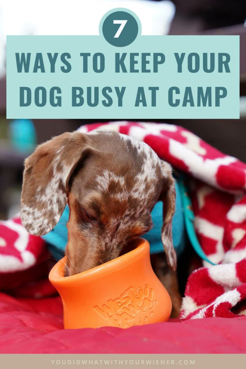 Keeping your dog busy at camp has many benefits.

When your dog is entertained and mentally stimulated, they are less likely to become anxious, get underfoot, harass wildlife, bark excessively at other campers, or run away.

Of course, taking your dog for frequent walks and hikes will help keep them tired and relaxed but there are things you can do without leaving the campsite too.

Here are 7 suggestions that can help keep your dog busy at camp and make the adventure more enjoyable for both of you.