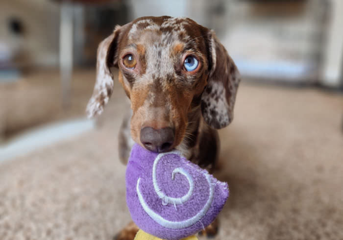 5 Ways to Make Your Dachshund’s Toys Last Longer