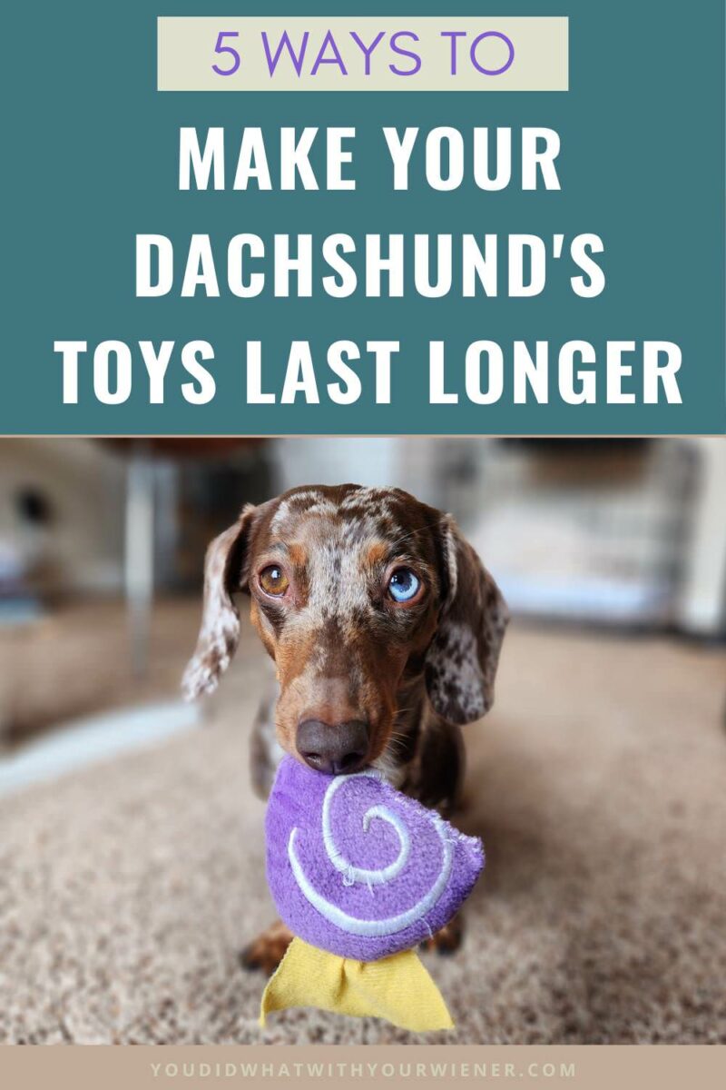 Dachshunds are known for being tough chewers that can destroy a toy in minutes. Since that habit can get expensive, you may be wondering how you can make your Dachshund's toys last longer. Here are 5 ways you can help extend the life of the toys you buy for your dog.