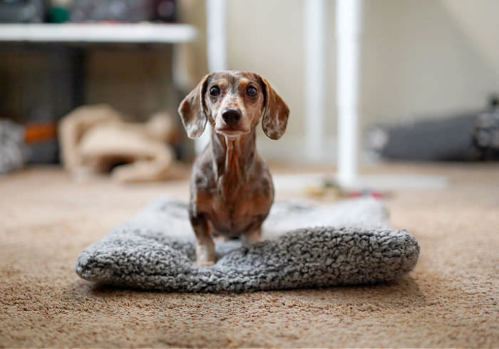 10 Ways to Help Stop Your Dachshund’s Anxiety