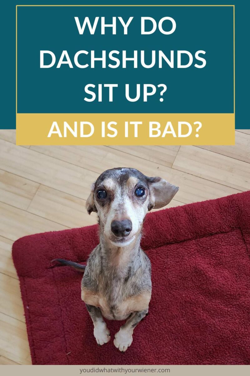 One of the peculiarities of Dachshunds that has puzzled dog lovers for years is their tendency to sit up on their hind legs like a prairie dog. So why do Dachshunds sit up like this? Is it just a random quirk of their breed, or is there a deeper reason behind it? In this article I explore some potential causes why your Dachshund may sit up and discuss the safety of doing so.