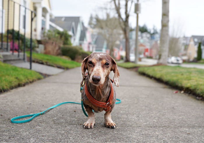 IVDD Setbacks – the Ups and Downs of Living with a Dachshund with the Disease
