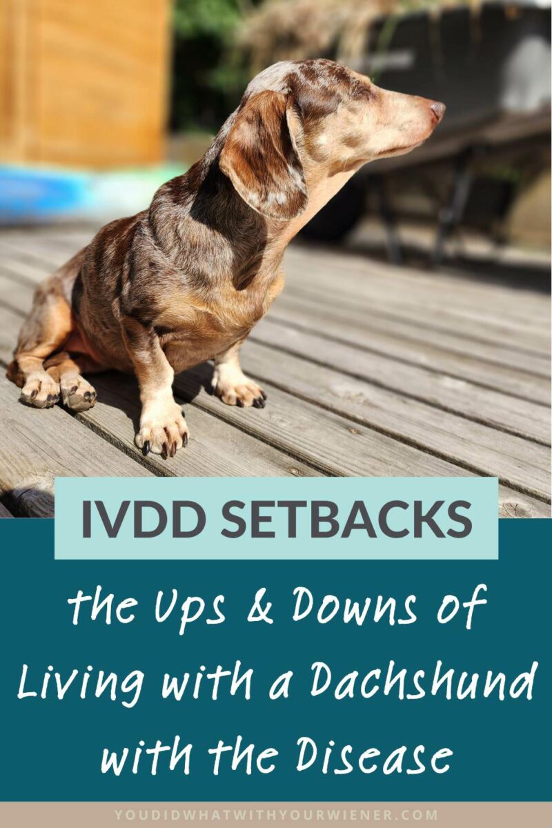Like I have, I think it's important to recognize that living with an IVDD dog can be filled with ups and downs - with good times and times when mobility is limited and discomfort must be managed.

But, except for a few, small modifications, life with an IVDD Dachshund who has recovered from their initial injury can be just as enjoyable as with any other dog.