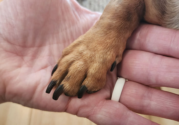 Dachshund Dew Claws – What You Need to Know