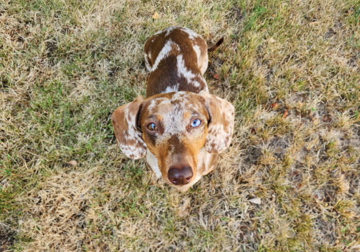 Potty Training a Dachshund: 15 Tips and Protocol for Success