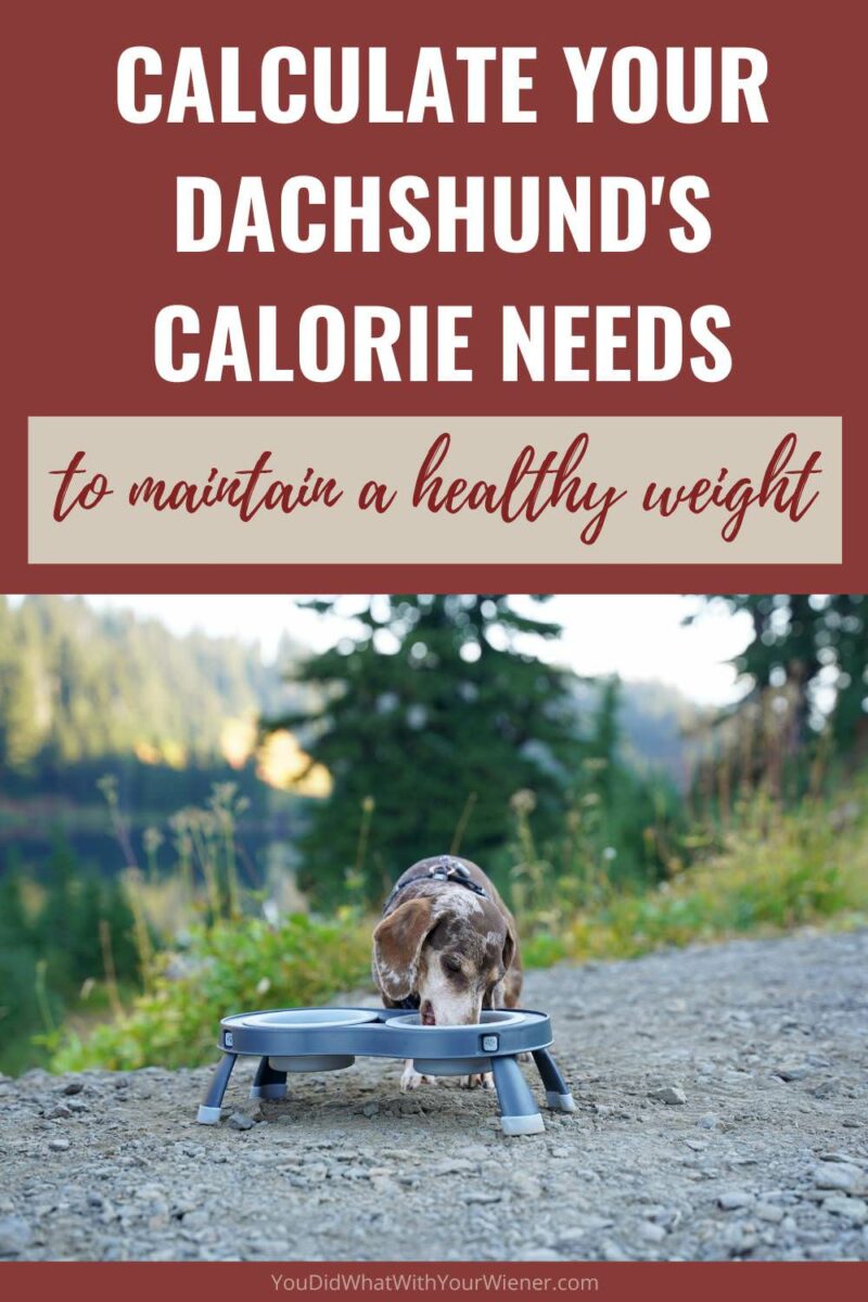 Determining the number of calories your Dachshund should eat a day is the most important factor in determining how much food they should be eating. In this article, I tell you how to calculate your dog's calorie needs so that they don't become under or overweight.