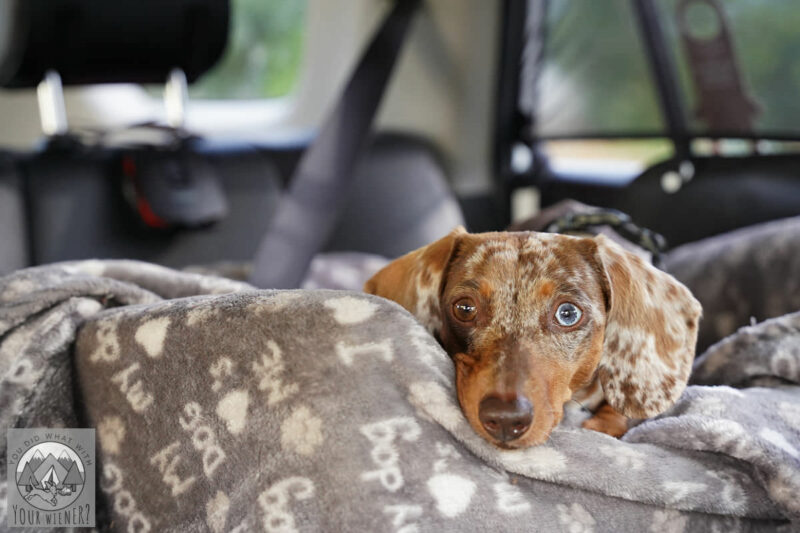 https://youdidwhatwithyourweiner.com/wp-content/uploads/2023/08/Dog-inside-car-with-temp-monitor-800x533.jpg