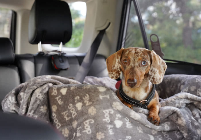 Waggle Pet Monitor: Car Temperature Alert for Dogs