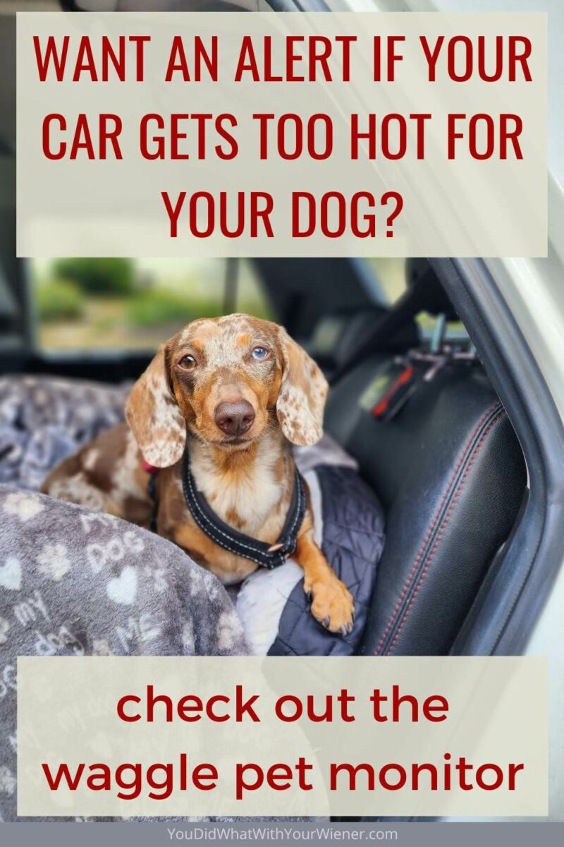The Waggle Pet Temperature Monitor gives pet owners peace of mind when they're inside a car or RV waiting for their people to come back. It sends instant alerts if it gets too hot or too cold.