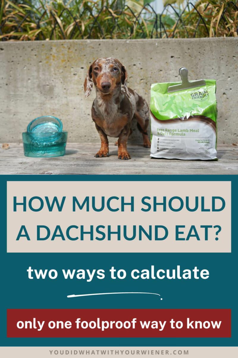 There is no absolute, hard and fast rule about how much a Dachshund should eat per day. There are so many variables to consider like the calorie density of the food, your Dachshund’s ideal weight, their age, whether they are spayed and neutered, and how active they are. In this article, I present the simplest way to calculate, the most accurate way, and the one foolproof way to know for sure you are feeding the correct amount.