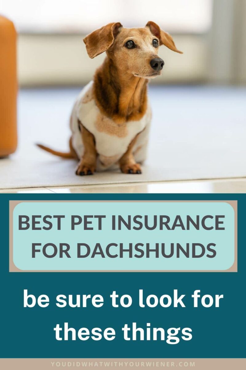 Choosing the best pet insurance for your Dachshund is not easy so I created this pet insurance comparison chart to help you decide. There are specific things you want to look for when choosing pet insurance for your dog.