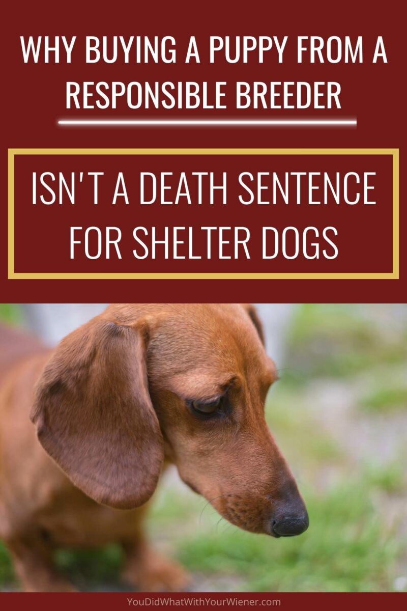 While it is true that there are millions of homeless pets in shelters and rescues across the United States, the responsibility for their welfare does not fall solely on people who choose to purchase a puppy from a responsible breeder. There are way more factors involved. In this article, we take a look at how dogs end up in shelters in the first place and what factors play the biggest role in shelter pet deaths.