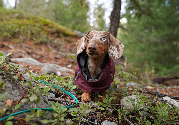 Top Dachshund Raincoats Tested by an Owner with High Standards