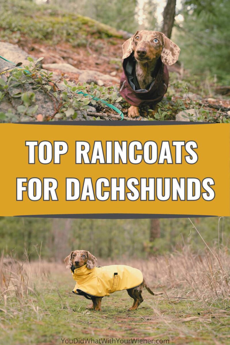 Dachshunds are known for not liking the rain, so a raincoat is essential if you want to continue to walk yours in inclement weather. I used to sell rain jackets for humans and have really high standards. Here are my top pics.