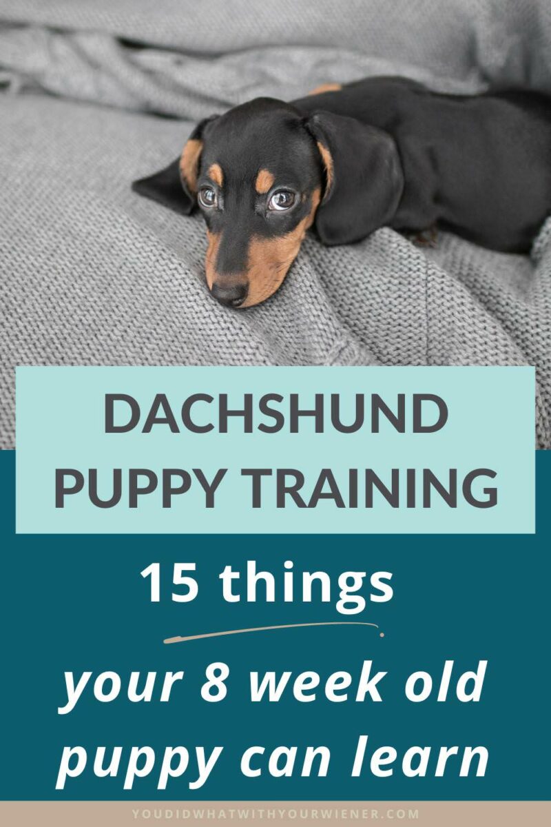 It may be surprising to some, but an 8 week old puppy is quite capable of being trained. Here is a list of things you can start training yours the day they come home. It's important to start teaching your puppy about the world, and how to behave in it, as soon as you can and these puppy training tips will help.