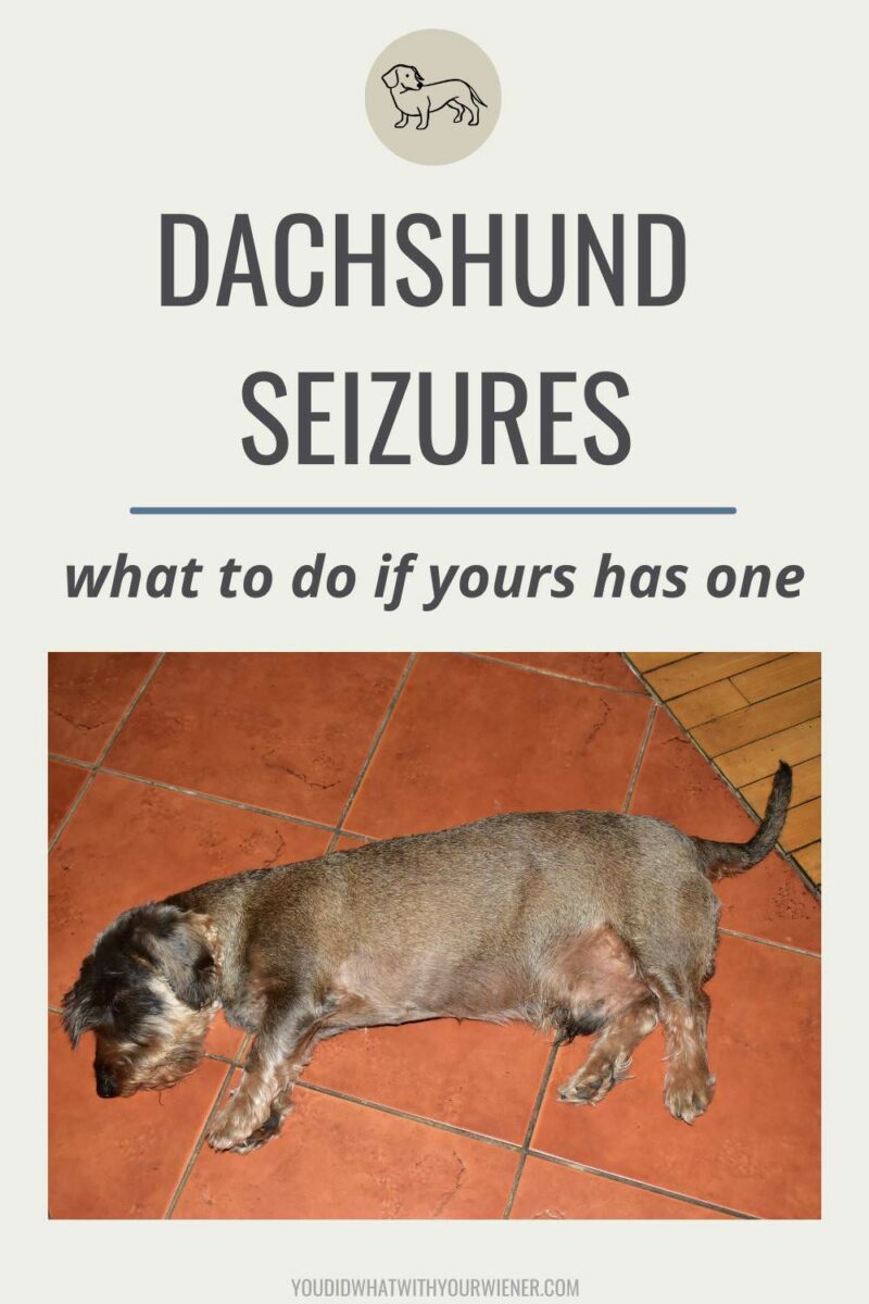 Seizures and epilepsy are more common in Dachshunds than you might think. It's important to know how to identify dog seizure signs and know what to do if your dog has one.