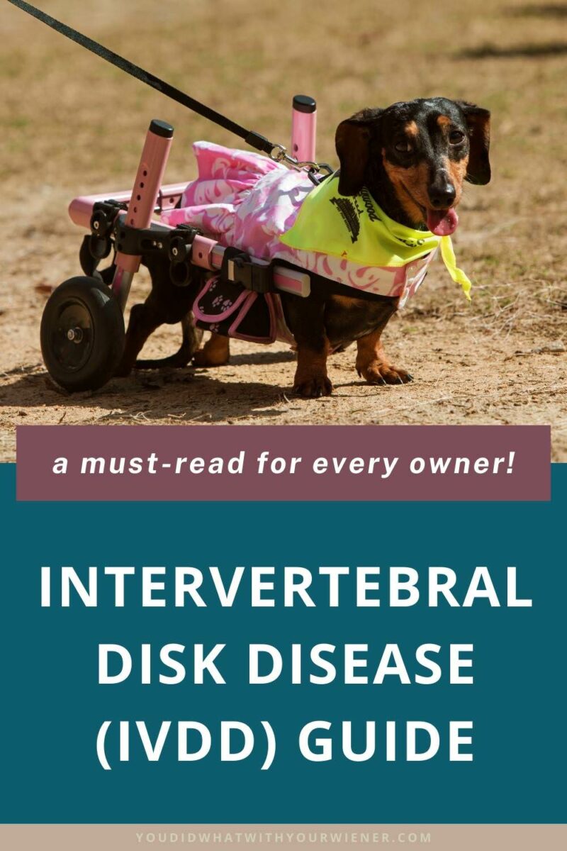 Intervertebral Disk Disease (IVDD) is a genetic disease that affects the spine. Because IVDD can cause a disk to age prematurely and rupture, resulting in paralysis or even death (in very rare cases), it strikes fear in the hearts of Dachshund owners everywhere. The number one thing you can do to help protect your Dachshund is to understand the disease and the signs of a disk rupture.