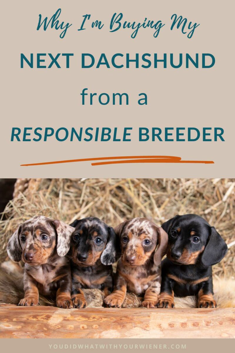 I don't believe buying a Dachshund puppy from a breeder is a bad thing as long as the breeder is a responsible one. While some people get puppy fever, which often leads them to purchase a puppy from puppy mill or backyard breeders, I am not one of them. I researched Dachshund breeders around the world and have been waiting for the right puppy for almost 3 years.