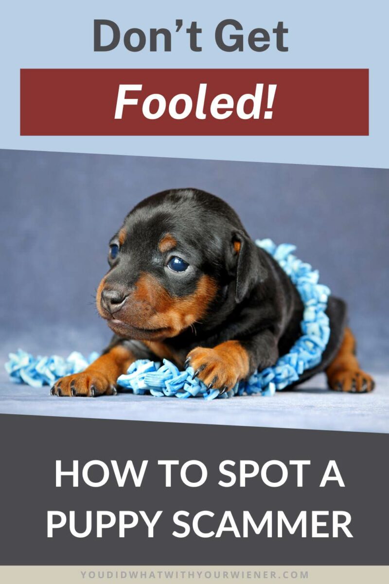 Whether you are looking for a Dachshund puppy, or another dog breed, puppy scams are everywhere online. The puppy scammer tips in this article will help you avoid the headache of getting your hopes up and duped out of your hard-earned cash. The last thing you want is to get emotionally invested in a new puppy only to have someone take your money and disappear.
