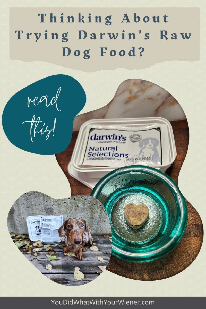 I've been feeding my Dachshunds Darwin's raw dog food off and on for years. It's one of the top favorites in our rotation. And my Dachshunds love it! One of the best things is that I can have it delivered to my doorstep. Learn more here.