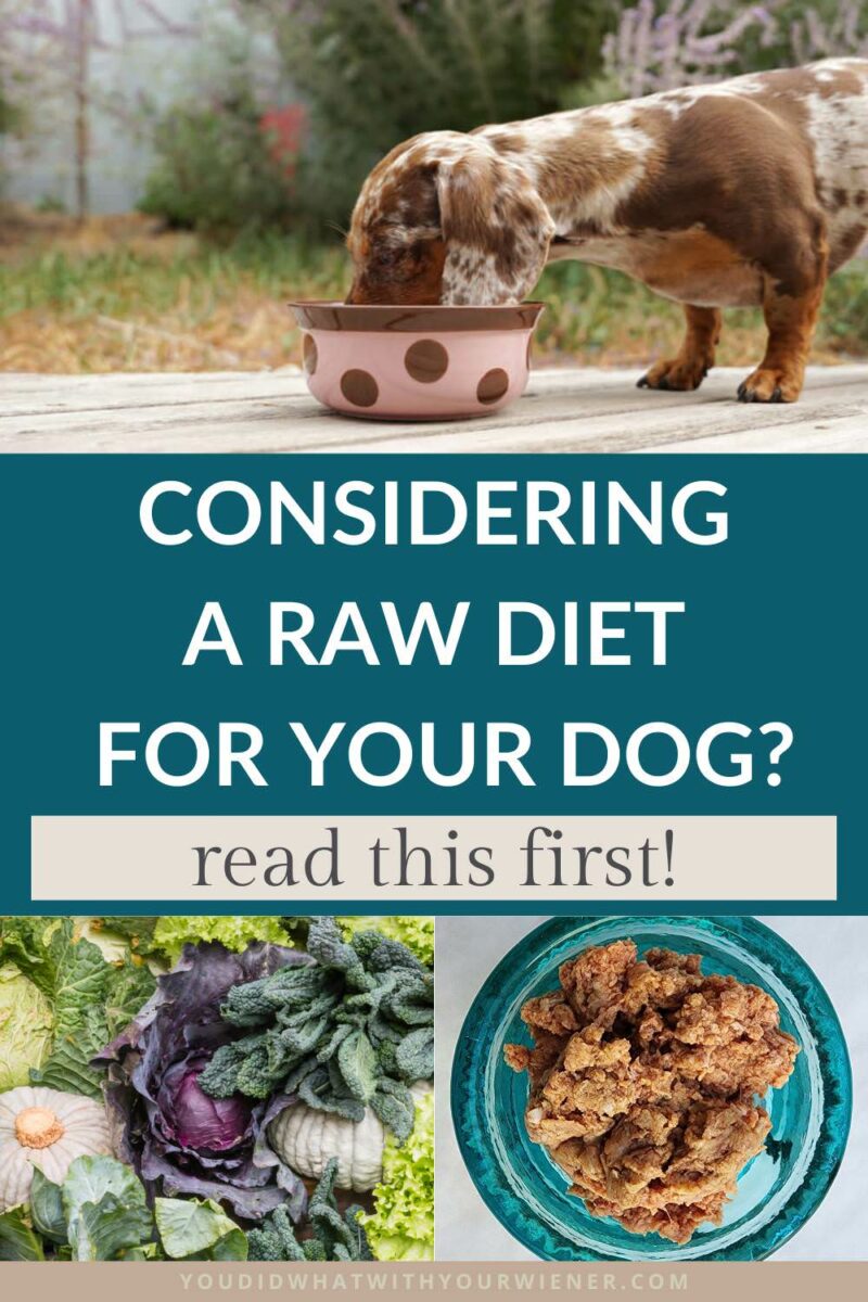 Have you considered switching your dog to a raw food diet? Learn about what health benefits you might see (or might not), how not to get fooled by deceptive marketing tactics, and how to properly transition your dog's meal to raw.