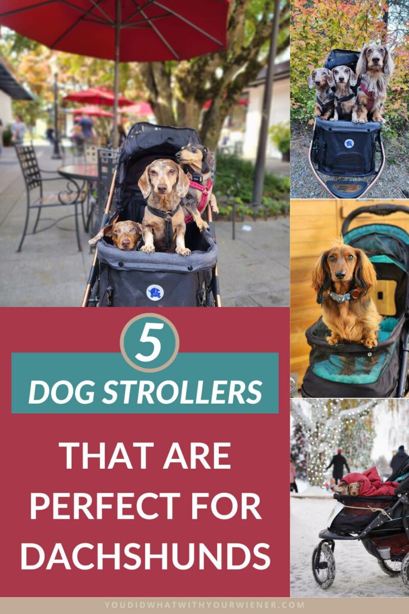 A dog stroller is indispensable tool when you're in a crowd and don't want your small dog to get stepped on, you don't want to leave your dog at home, but know you will be distracted or have a lot to juggle, your Dachshund is injured - like when recovering from a back injury - but you still want to be able to take them for a walk, plus more. I've tried out, and scrutinized, many strollers over the years, and the ones in this article are my top recommendations if you are looking for a Dachshund stroller.