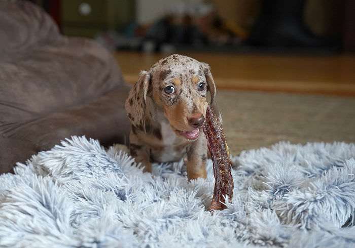 7 of the Best Natural Chews for Dachshunds (and Where to Get Them)
