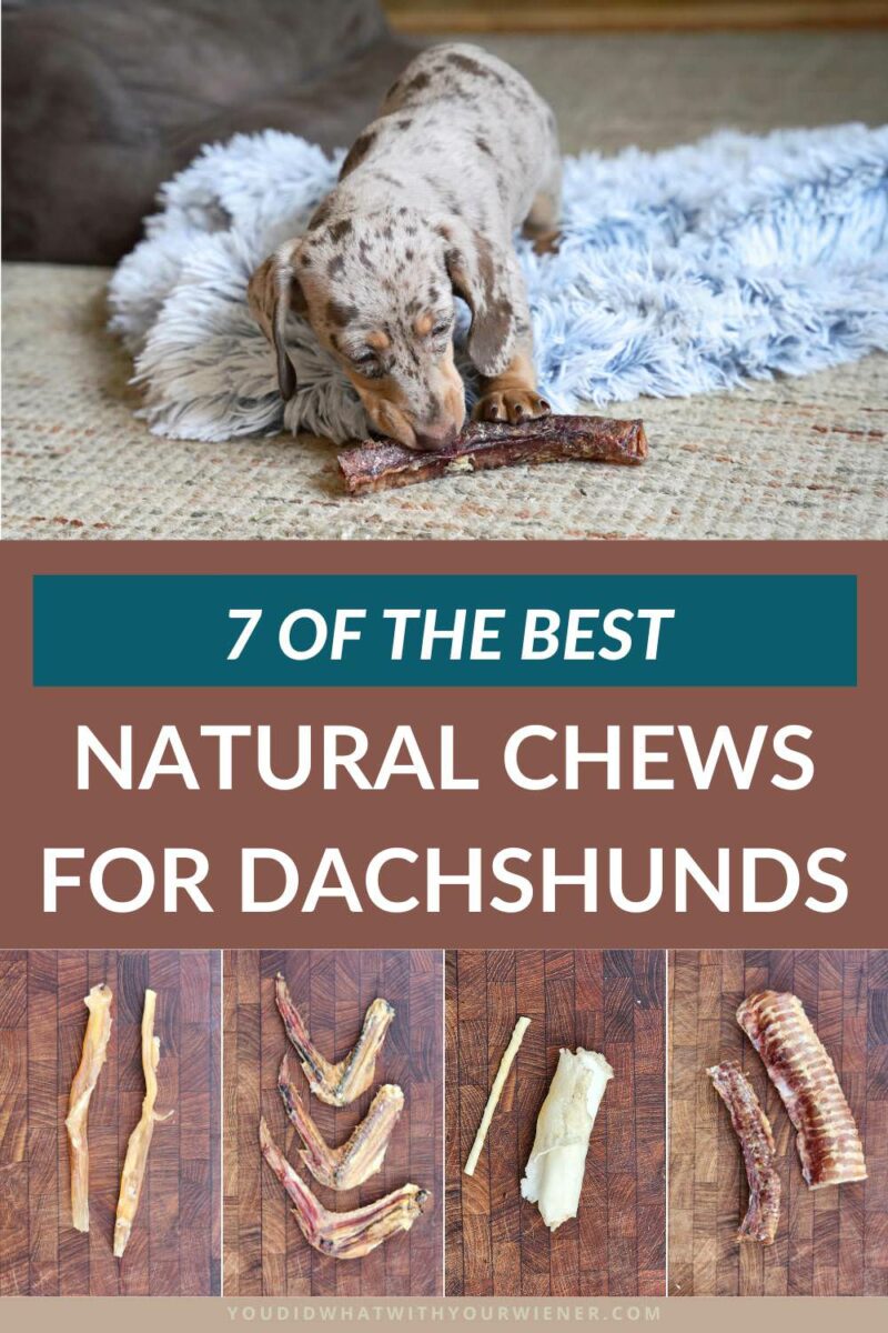 I am a huge fan of natural chews for Dachshunds, and I give one to my dogs on a daily basis. Besides keeping them entertained, chews can help clean teeth and naturally promote relaxation. The more delicious the chews are, the more your dog will want to chew them. Here are my top recommendations.