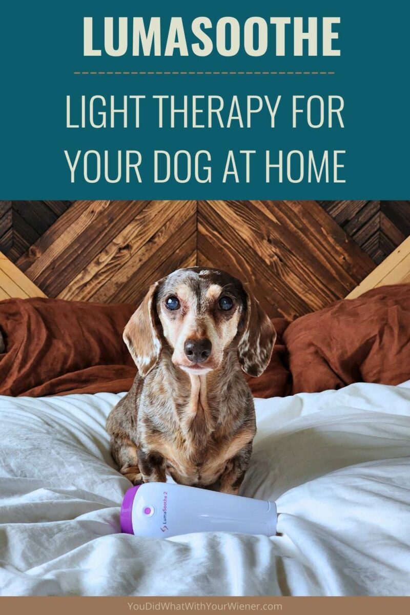 Low Level Light Therapy (LLLT), sometimes simply called light therapy, treats various disorders via exposure to specific wavelengths of light, called photons, using using light-emitting diodes (LEDs).

Light Therapy can help your dog with numerous acute and chronic conditions such as IVDD, skin infections, and arthritis. It can also aid in faster healing of wounds and surgical incisions.

Check out he new and improved Lumasoothe v2 here.