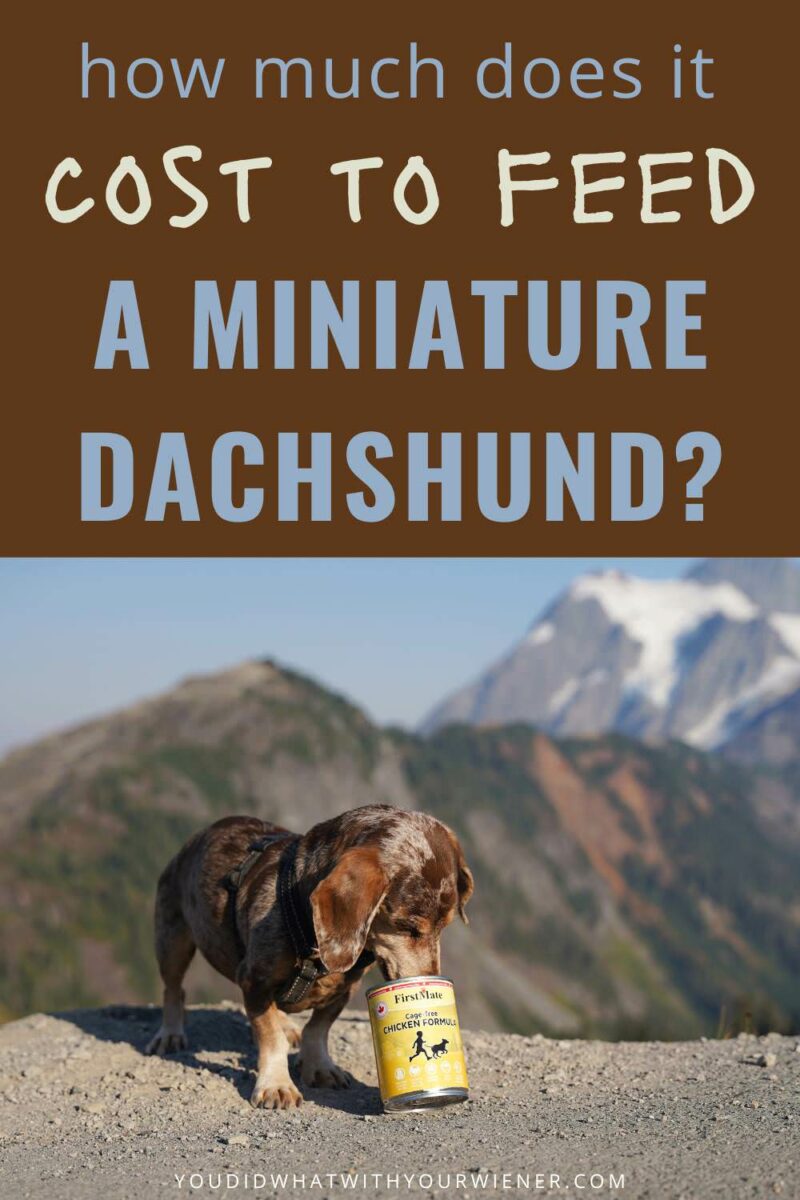 I just brought home my third Dachshund, so I am re-examining how much it cost to feed my dogs. I did the math and Yikes! Feeding three Dachshunds the the same dog food I am currently will cost as much as a car payment! I've researched a lot of different brands and types of food, and didn't want my hours of research to go to waste, so I summarized it in this article. Like I was, you might be surprised that feeding raw dog food isn't the most expensive.
