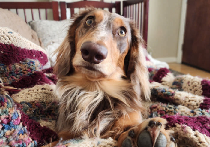 5 Things Your Dachshund Sitter Probably Isn’t Telling You