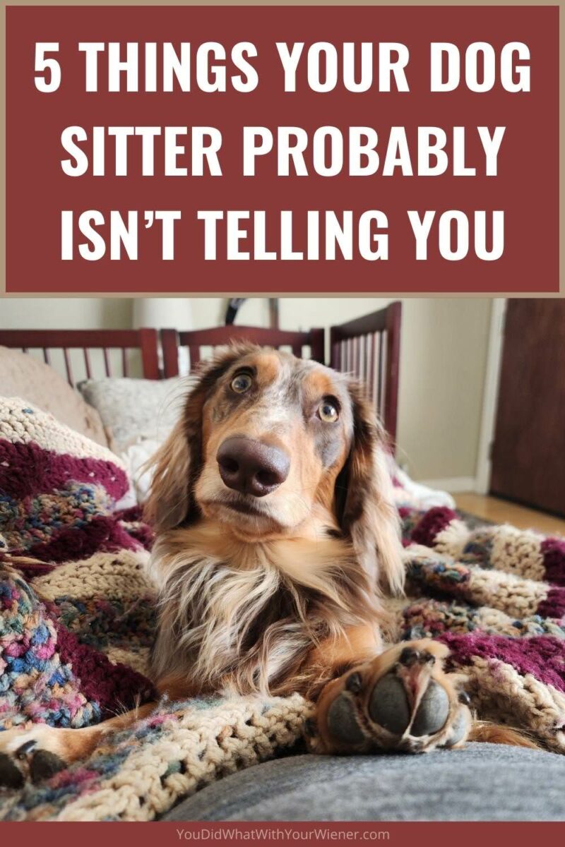 Every pet owner worries about their dog when they leave them with a sitter, but they secretly hope that their dog is having a great, easy time. The truth isn't always that rosy, and many dog sitters gloss over any issues, but as a dog sitter myself, I think it's important to be honest and transparent.